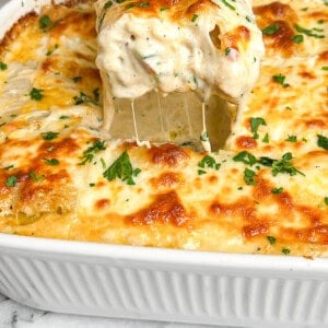 chicken alfredo lasagna